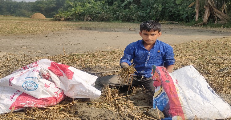 ইঁদুরের গর্ত থেকে ধান সংগ্রহ করে চলে সংসার ইঁদুরের গর্ত থেকে ধান সংগ্রহ করে চলে সংস